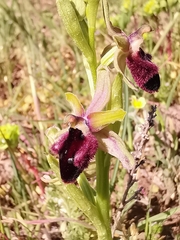 Ophrys promontorii