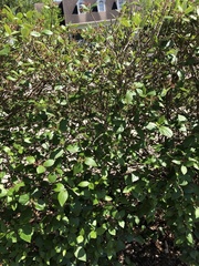 Viburnum × burkwoodii