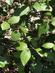 Viburnum × burkwoodii
