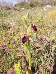 Ophrys promontorii