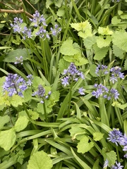 Hyacinthoides italica