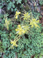 Aquilegia longissima