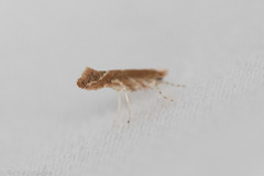 Cameraria quercivorella