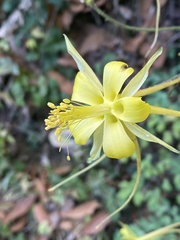 Aquilegia longissima