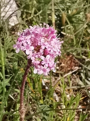Valeriana tuberosa