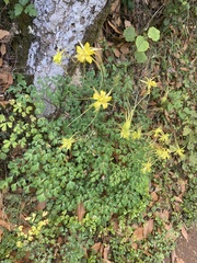 Aquilegia longissima