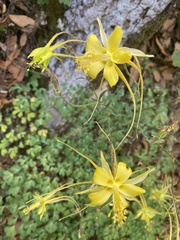 Aquilegia longissima