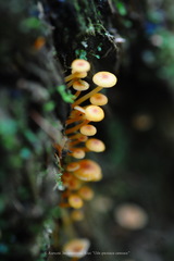 Xeromphalina campanella