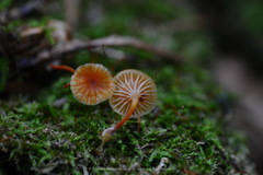 Xeromphalina campanella
