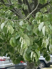 Tilia