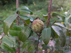 Landolphia kirkii