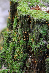 Xeromphalina campanella