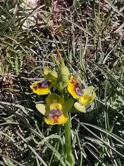 Ophrys sicula