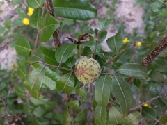 Landolphia kirkii