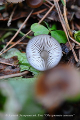 Mycena plumipes