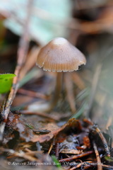 Mycena plumipes