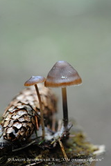 Mycena plumipes