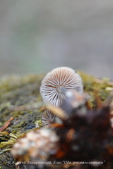 Mycena plumipes
