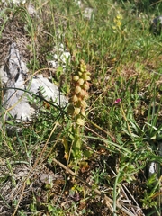 Orchis anthropophora