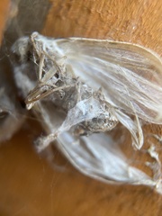 Cydalima perspectalis