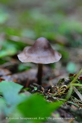 Mycena plumipes