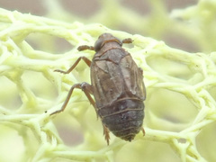 Delphacodes venosus