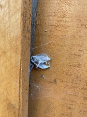 Cydalima perspectalis