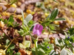 Vicia lathyroides