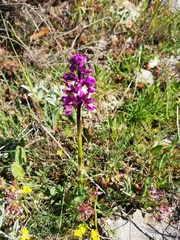 Anacamptis morio