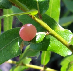 Amphibolips quercusracemaria