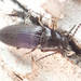 Black Click Beetle - Photo (c) Иван Матершев, some rights reserved (CC BY-NC), uploaded by Иван Матершев