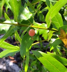 Amphibolips quercusracemaria