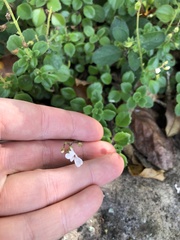 Plectranthus purpuratus