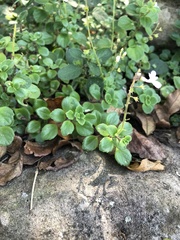 Plectranthus purpuratus