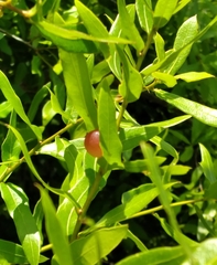 Amphibolips quercusracemaria