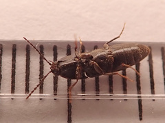 Ampedus nigrinus