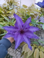 Clematis × jackmanii