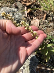 Crassula capitella meyeri