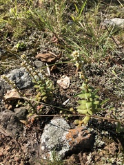 Crassula capitella meyeri