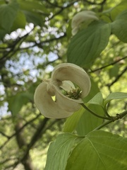 Cornus florida urbiniana