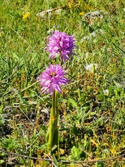Orchis italica