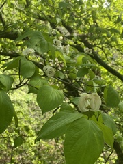 Cornus florida urbiniana
