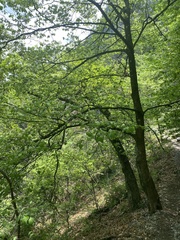 Cornus florida urbiniana