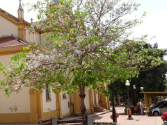 Cordia glabrata