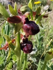 Ophrys sphegodes passionis