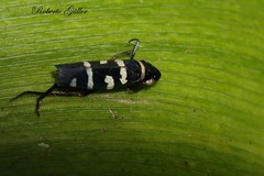 Balacha melanocephala