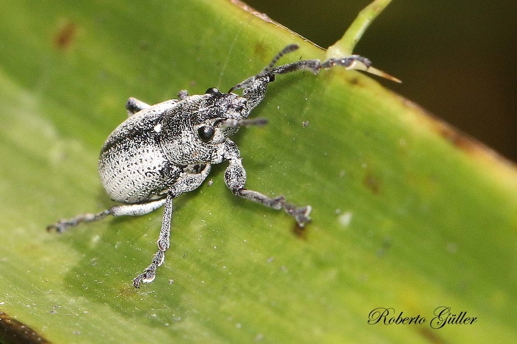 Naupactus cinereidorsum