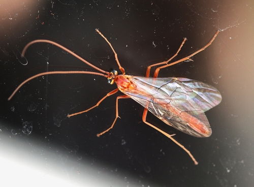 Observations by nikookin · iNaturalist