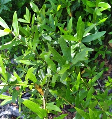 Amphibolips quercusracemaria