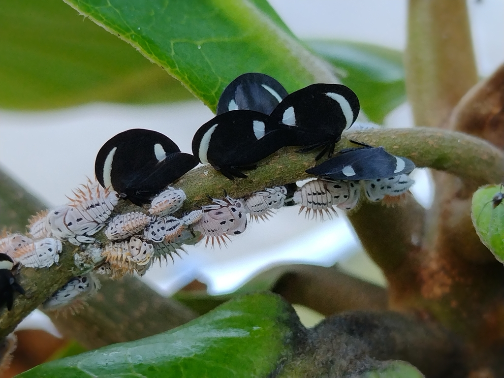 Membracis luizae